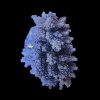 Acropora