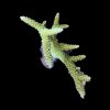 Acropora