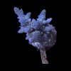 Acropora
