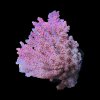 Acropora