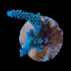 Acropora