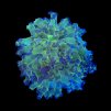 Euphyllia Paradivisa Neon Green