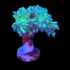Euphyllia Paradivisa Neon Green