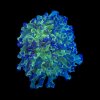 Euphyllia Paradivisa Neon Green