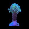 Euphyllia Paradivisa Neon Green