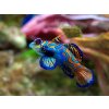 Synchiropus splendidus 3-4 cm