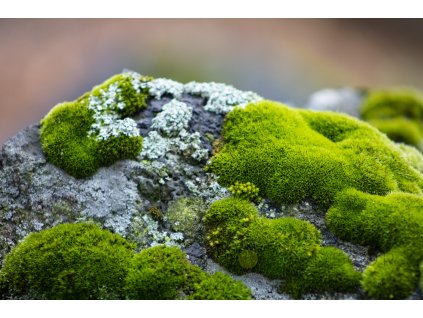 aldo hernandez sF4grbIu6sE unsplash