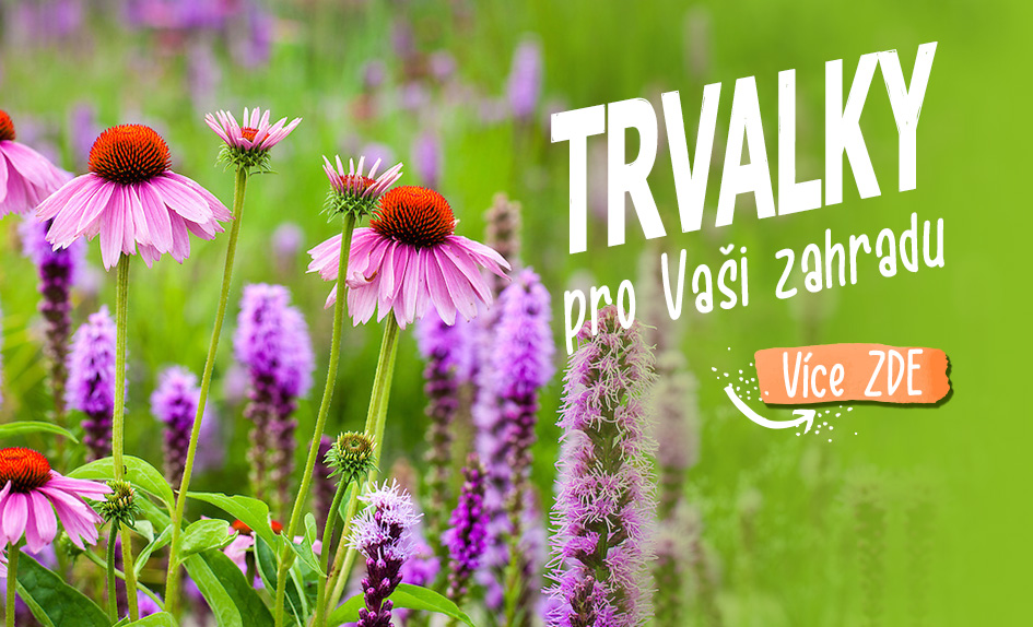 Trvalky pro vaši zahradu