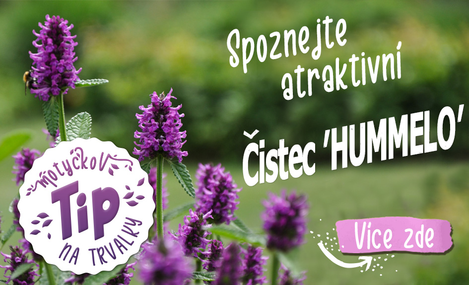 Tip na trvalky Stachych