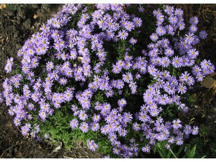 Aster novi belgii LADY IN BLUE