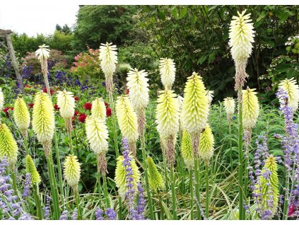 Kniphofia Ice Queen