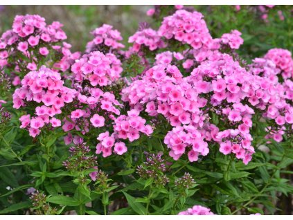 phlox x arendsii Babyface