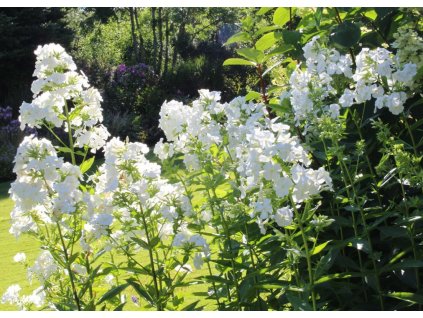 phlox paniculata David