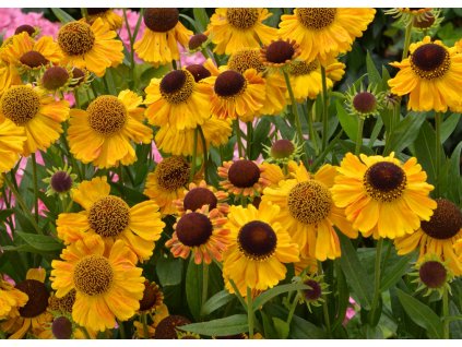 Helenium Carmen