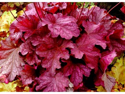 Heuchera Berry Smoothie 1