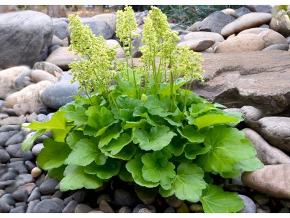 Heuchera Blondie in Lime 1