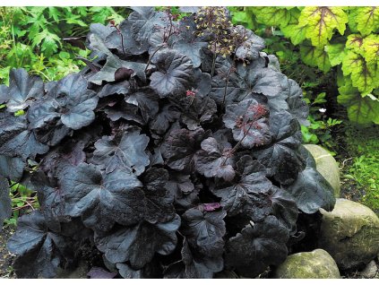 Heuchera Obsidian