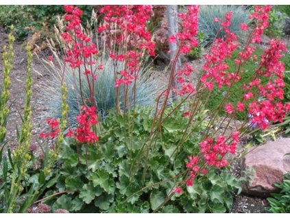 Heuchera RUBY BELLS1