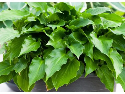 Hosta Red Stepper 2