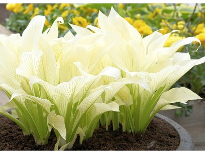 Hosta White Feather