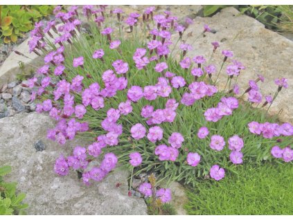 Dianthus gratianopolitanus Pink Jewel 1