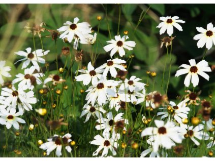 Coreopsis verticillata Fools Gold 1