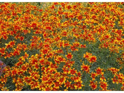 Coreopsis Lightning Bug 1
