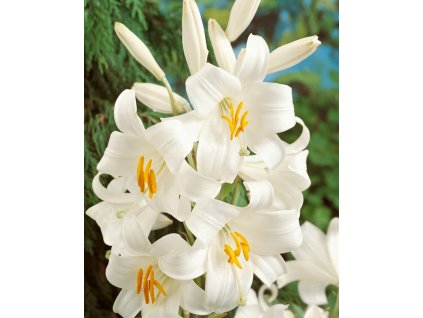 Lalia candidum