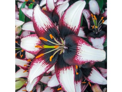 Lalia asiatic Black White
