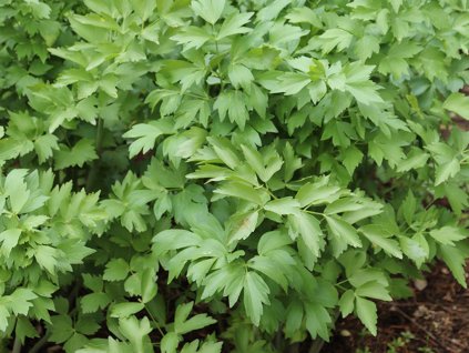 Levisticum officinale upr