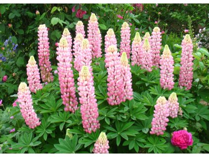 Lupinus The Chatelaine