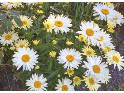 Leucanthemum Broadway lights