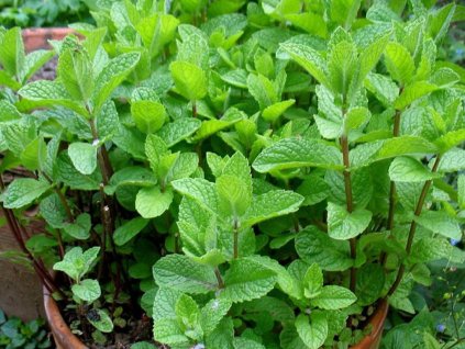 Mentha spicata upr