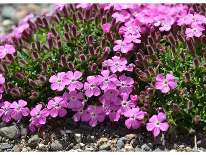Saponaria Bressingham 1