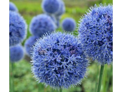 Allium caeruleum 3