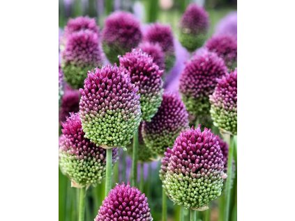 Allium sphaerocephalon 2