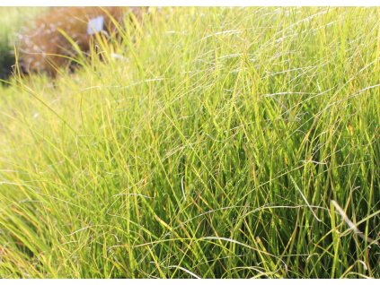 Carex flagellifera Kiwi