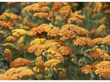 Achillea Terracotta 4