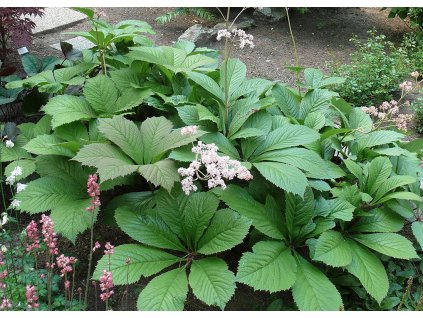 Rodgersia aesculifolia