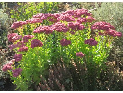 Sedum hybride Carl