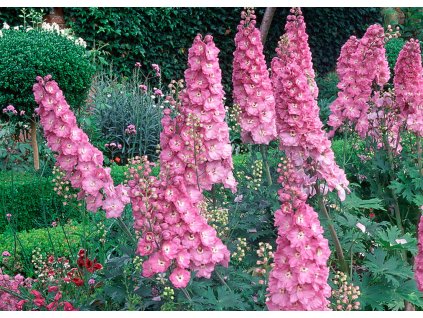 Delphinium Astolat 2