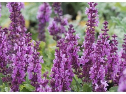 Salvia nemorosa Merleau Rose