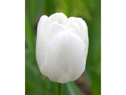 tulipan Pin Fortuyn