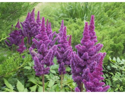 Astilbe Black Pearls 1
