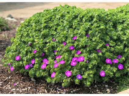 Geranium Max Frei 1