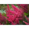 Astilbe x arendsii Else Schluck 1