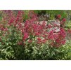 Centranthus ruber Coccineus 2