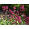 Mavuň červená (Centranthus ruber) ´COCCINEUS´