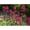 Centranthus ruber Coccineus 1