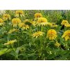 Echinacea Lemon Drop 2